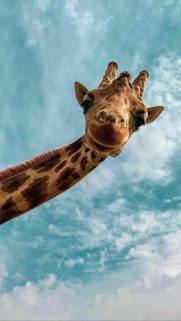 Top Giraffe Phone Wallpapers Free Download – Best Wallpapers