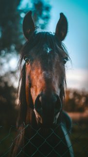 Top Horse Wallpapers Free Download – Best Wallpapers