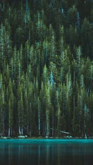 Tree Wallpapers Free Download For Phone