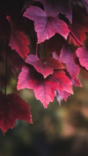 iPhone Nature Wallpapers Free Download – Apple iPhone Wallpaper