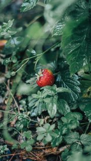 1080P Nature Wallpapers For Android and iOS – 1080p Wallpaper