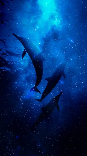 Dolphins in the underwater world blue color 640x1136 iPhone 55S5CSE  wallpaper background picture image