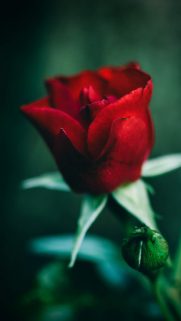Most 4K Wallpapers – Free Download 4K Wallpaper For Mobile