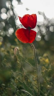 Nature HD Wallpaper Download Android and iPhone – Wallpaper Download