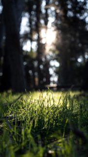 Nature Wallpapers Download Phone and iOS – Wallpaper Download