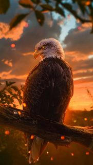 Top 1080P HD Wallpapers For Android and iOS – 1080p Wallpaper
