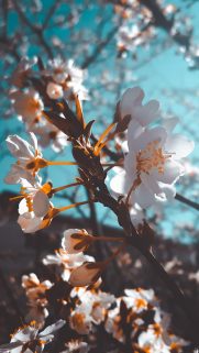 Samsung Galaxy Wallpapers – Samsung Wallpapers Free Download