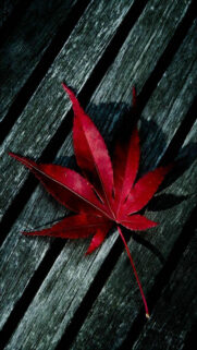 Best HD Wallpapers
