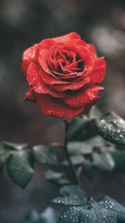 Best HD Wallpapers