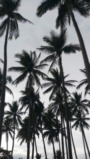 Best Wallpapers