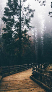 Best Wallpapers