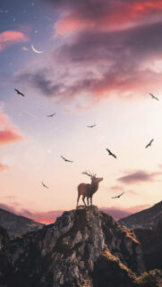 Free Best Wallpapers