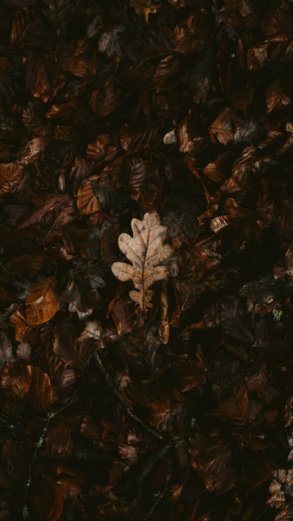 Previous