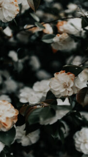 Samsung Galaxy S9+ Wallpapers – Samsung Wallpaper (1)
