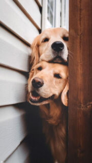 Apple iPhone X Animals Wallpapers Free Download