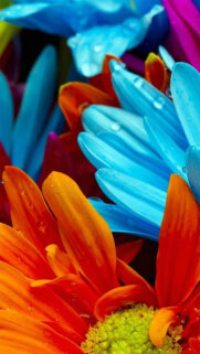 Best Wallpaper – Best Wallpapers Download For Mobile