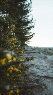 New Apple Wallpapers Free Download
