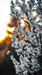 New Best Flower Wallpapers Free Download