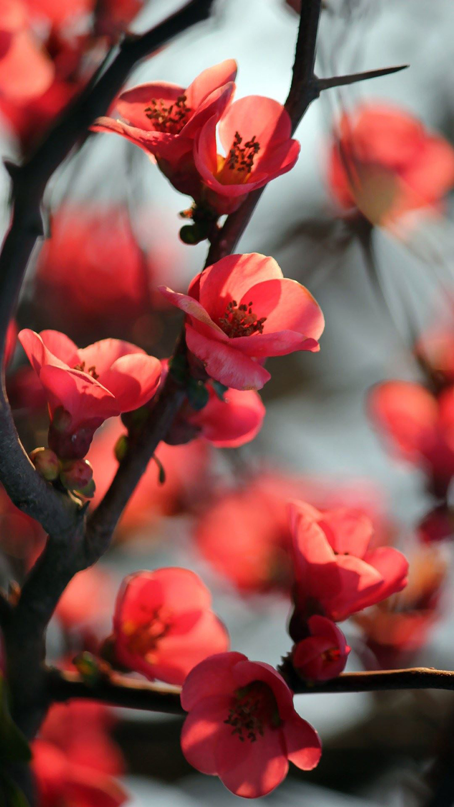 Red Cherry Blossom Flowers Macro Android Wallpaper