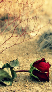 Red Desert Rose Android Wallpaper