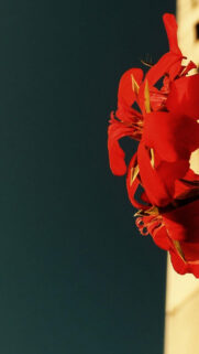 Red Flowers Macro Android Wallpaper