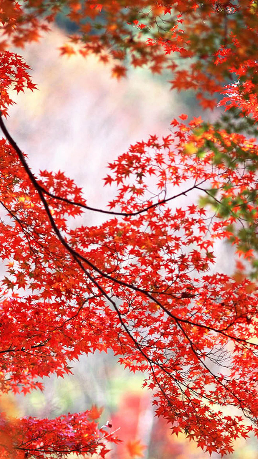Red Maple Leaves Branch Autumn Android Wallpaper