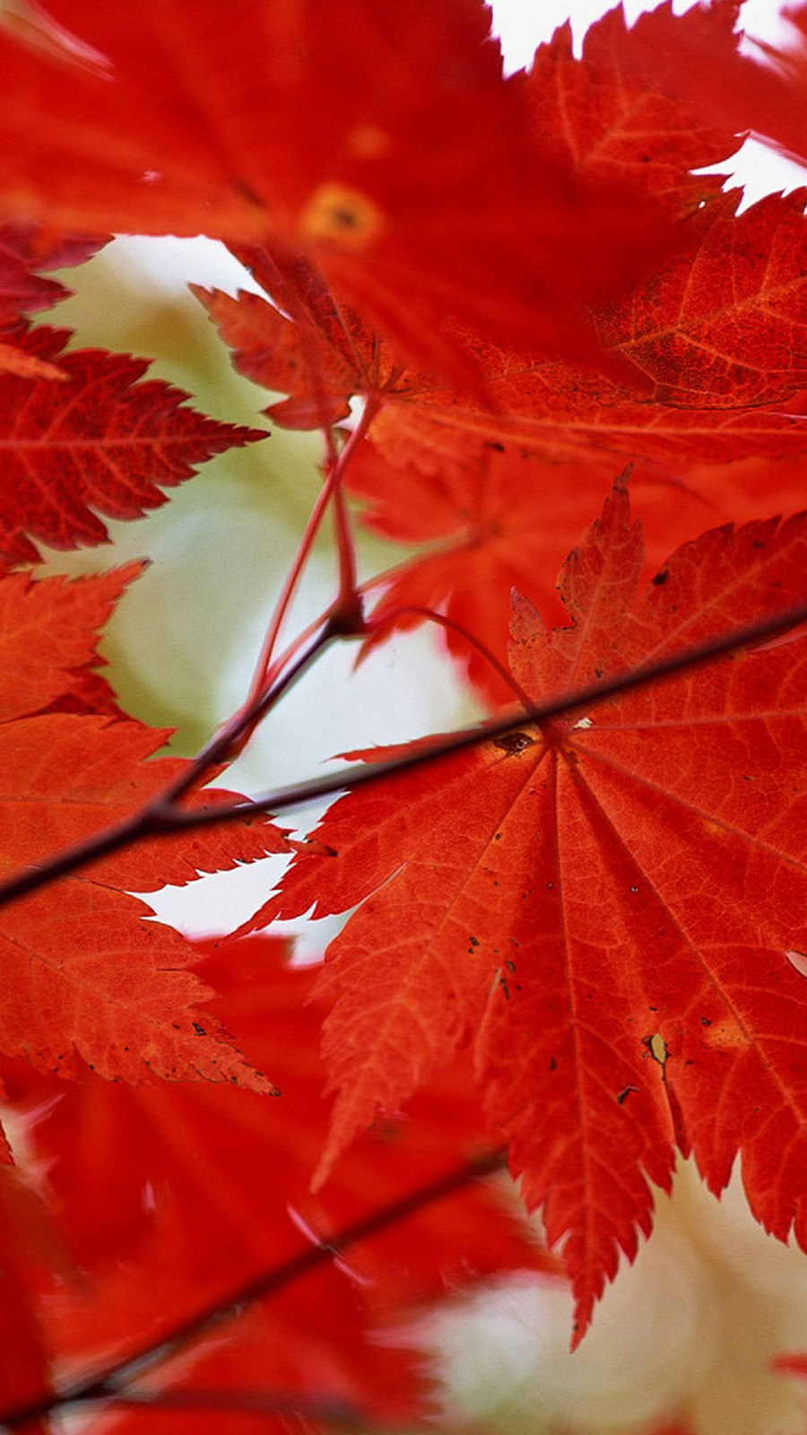 Red Maple Leaves Macro Android Wallpaper