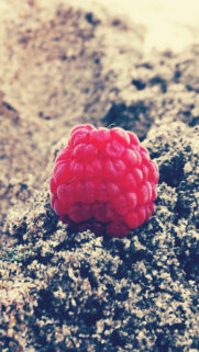 Red Raspberry HTC Macro Android Wallpaper