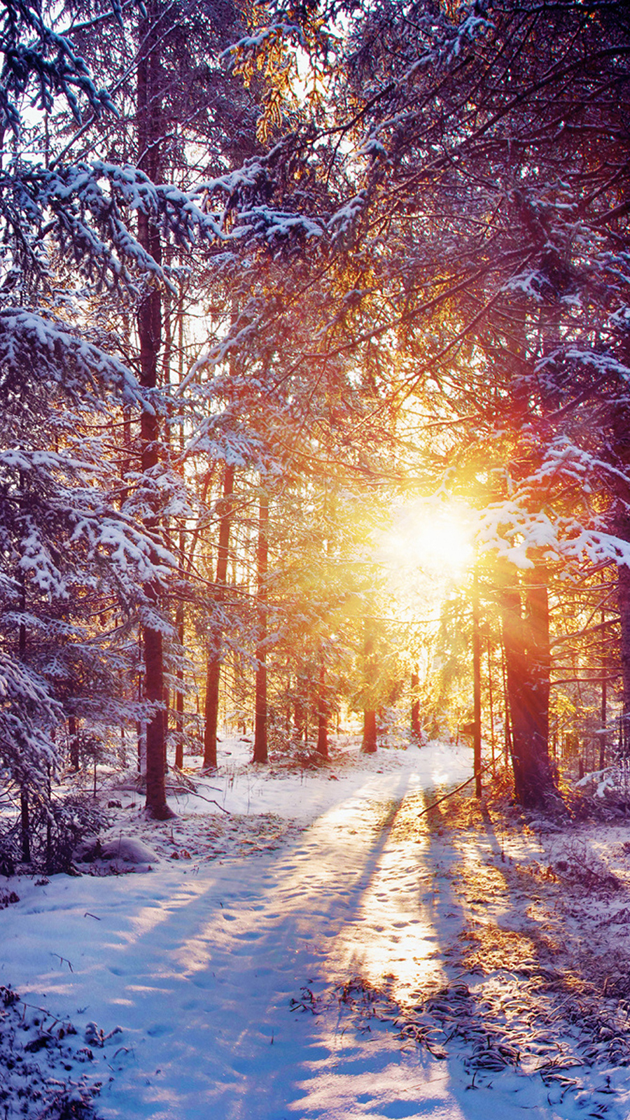 Sun Rays Winter Forest Wallpaper
