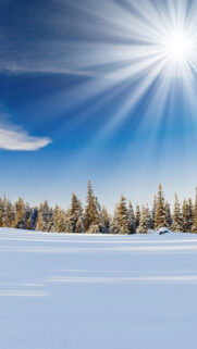 Sunlight Over Forest Snow Field Wallpaper