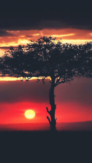 Sunset African Tree Savannah Wallpaper