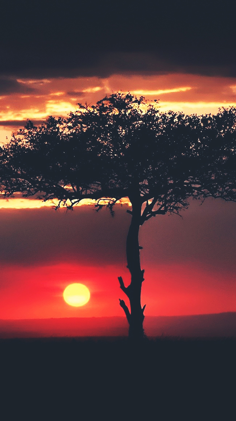 Sunset African Tree Savannah Wallpaper