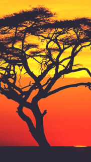Sunset In Africa Lonely Tree Wallpaper