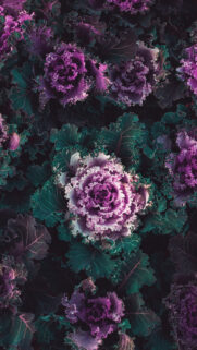4K Wallpaper Mobile – Phone 4K Wallpapers Free Download (2)