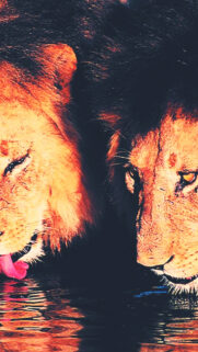 African Lion Lioness Drinking Water HD Wallpapers Free Donwload