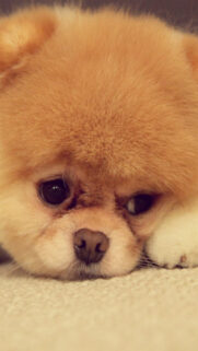Akito Puppy Cute Wallpapers