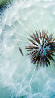 Alcatel Phone Wallpapers Free Download (3)