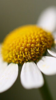Alcatel Pixi Wallpapers Download – Alcatel Wallpapers (4)