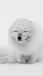 Arctic Fox Cute Snow HD Wallpapers Free Donwload