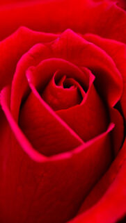 Beautiful Red Rose Flower HD Wallpapers Free Donwload