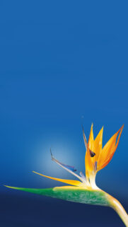 Bird Of Paradise Flower Wallpapers Download