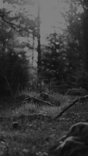 Black And White Forest Nature Wallpapers Download
