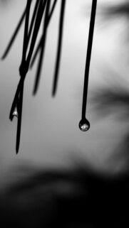 Black White Dew Drops Wallpapers Download
