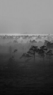 Black White Misty Woods Wallpapers Download