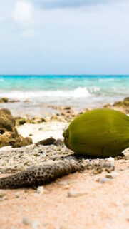 Coconut On Rocky Beach Wallpapers Free Download