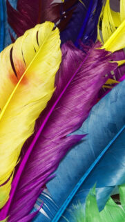 Colorful Feathers Wallpapers Free Download