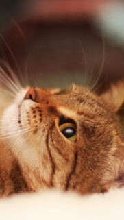 Cute Brown 4K Wallpapers Free Download