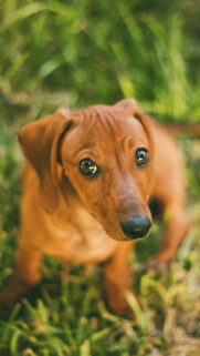 Cute Brown Dog HD Wallpapers Free Download
