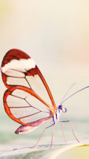 Cute Butterfly 4K Wallpapers Free Download