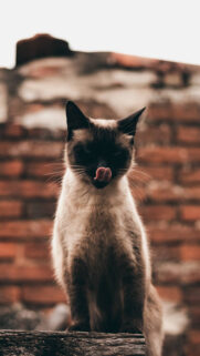 Cute Cat Wallpaper – Animals Wallpapers Free Download